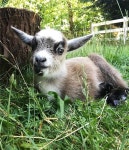 Goats의 최고 인기 이미지 108개 | 농장 동물, 아기 염소 및 염소 Goats