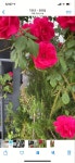 #동백#함바그#장미#화단2#오이시함바그 - 2020 | 장미