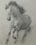 #Sketch #drawing #연필드로잉 #말 #드로잉 #스케치 #horse #pencil #그림 #미술 #art #말그림 #pencil drawing #4B #경마
