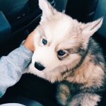 PUPPIES.에 관한 186개의 최상의 Pinterest 이미지 PUPPIES.