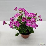 엔젤핑크 랜디제라늄(Pelargonium Angel Eyes Randy) - 공기정화식물(air purifying plants)