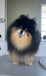 PETS, Cats, Dogs에 있는 TOMORO님의 핀