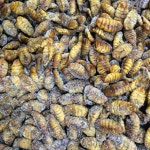 냉동실에서 나온 번데기. 대전역 앞 전통시장에서 만났음. 소주 안주 최고인데 이렇게 보니 징글.