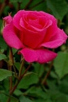 Morning에 관한 7개의 최상의 Pinterest 이미지 | 꽃 정원, 정원 가꾸기 및 꽃 Morning