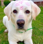 Labrador에 관한 28개의 최상의 Pinterest 이미지 | 강아지, 래브라도 및 애완동물 Labrador