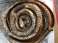 간경에 침입한 모든 풍병을 치료하는 백화사 효능 풍이 뭉쳐서 생긴... 간경에 침입한 모든 풍병을 치료하는  백화사 | 부모님 선물, 지방간, 해마