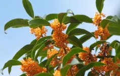 가을 풍물시 오렌지색 금목서 만개! 향기 상품 인기 가을 풍물시 오렌지색 금목서 만개! 향기 상품 인기 | 세안제, 가을, 나무