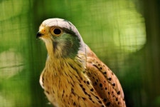 황조롱이 매 랩터 - Pixabay의 무료 사진