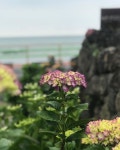 밸란디 수국은 점점더 예쁘게 꽃을 피우고 있어요 💐  수국수국  지금제주 카페 오픈했어요:) 🚪 10시에 문열고, 21시에... 