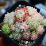 에뜨리얼 - 다육식물(Succulents)