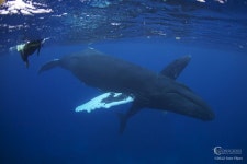 고래에 있는 진 류님의 핀 | 고래