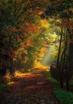 Country에 관한 22개의 최상의 Pinterest 이미지 | 아름다운 장소, 숲 및 Mother nature Country