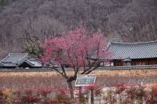 남평문씨본리세거지 홍매화 di 2024