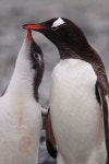 Two Gentoo penguins in Antarctica. | 동물