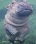 Photos from Fiona the Hippo: A Love Story - E! Online Photos from Fiona the Hippo: A Love Story - E! Online | Fiona the hippo... 