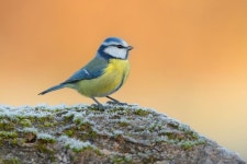 bird에 있는 핀