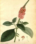 botanical prints에 있는 Sunju Choe님의 핀