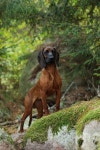 d에 관한 14개의 최상의 Pinterest 이미지 | 강아지, 개와 고양이 및 동물과 애완동물 d