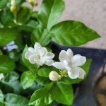 자스민 쟈스민 함박자스민 향기나는꽃 엑스플랜트 엑플(Jasminum sambac (L.) Aiton) - 공기정화식물(air purifying plants)