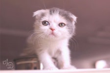 미묘하우스 고양이들