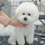 트리밍매직  비숑미용  비숑가위컷  비숑스포팅  가위컷  광교애견미용  광교애견스파  오픈형미용실  광교호수공원  수원애견미용... 