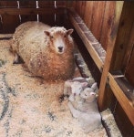 Sheep에 관한 122개의 최상의 Pinterest 이미지 | 농장 동물, 시골 생활 및 염소 Sheep