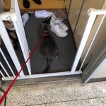 쫄보떠기 산책은밤에 산책냥 이떠기 떠기 20190529 -  고양이일상 러시안블루 냥스타그램 캣스타그램 나없고 털뭉탱이 猫... 