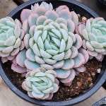 화분자재류 Succulents Pots에 있는 핀
