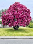 Belleza natural de DIOS.에 있는 Saul Gastelum님의 핀 | 정원 가꾸기, 꽃, 조경