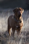 Ra에 관한 26개의 최상의 Pinterest 이미지 | 강아지, 생각 및 애완동물 Ra