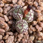 청희(분채배송)-A936(Conophytum minimum) - 코노피튬(Conophytum) in 2024