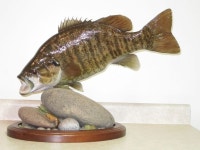 fish mounts에 관한 12개의 최상의 Pinterest 이미지 fish mounts