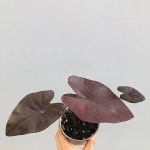 콜로카시아 블랙매직 (동일품배송) - 관엽식물(Foliage)
