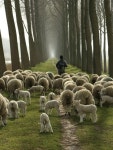 Animals의 최고 인기 이미지 2264개 | 자연, 농장 동물 및 Paisajes Animals 
