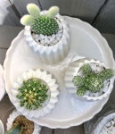 Spike에 관한 135개의 최상의 Pinterest 이미지 | 다육 식물, 선인장 및 실내용 화초 Spike 