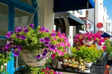Flower pots hanging at the entrance of a shop in Mediterranean Village, Asan, South Korea | 화분, 사진