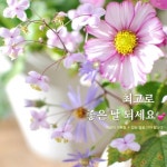 감사의 마음을 전하는 꽃 | 귀여운 손글씨, 좋은 아침 이미지, 꽃 사진