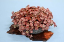 Bonsai Accent Plant 67 | 다육 식물
