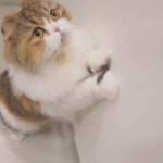 Give me some treats! 편식 츄선생이 뒤늦게 밥달라고 야옹하고 있어요! #츄츄애오 #ClaireLuvcat”