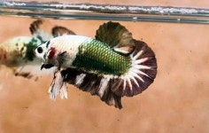 Pin oleh 임클라 di Betta / 베타