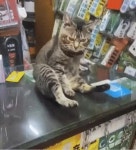 세상 신박한 고양이 그루밍