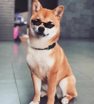 #출근#완료#대구#강아지#시바견#우주#본조비#댕댕이#시바이누... #출근#완료#대구#강아지#시바견#우주#본조비#댕댕이#시바이누... 