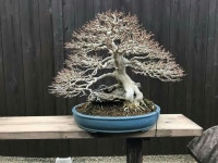 나무에 있는 김대록님의 핀 | 나무