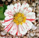 Flowers에 있는 Shannon Dufour님의 핀 | 꽃