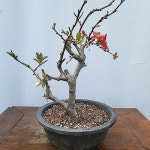 일월성.명자 - 분재(Bonsai)