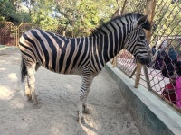Pin by 임ㄷ댜즈 옫디느 on Places to visit | Zoo, Places to visit, Zebra