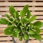 파니쿨라투스(291)(Tylecodon paniculatus) - 아프리카식물(Africa Plant)