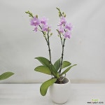 호접란 비바체(Phalaenopsis) - 공기정화식물(air purifying plants)