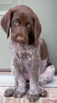 Puppies에 관한 41개의 최상의 Pinterest 이미지 | 강아지, 애완동물 및 개와 고양이 Puppies