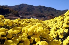 Pin page 서후 국화밭 | Vegetables, Food, Cauliflower